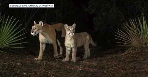 Expanding Florida's Wildlife Corridor could be key to saving the Florida Panther