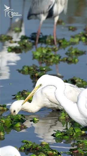 A Bird’s Hunt, A Life Lesson #birds #nature #shorts