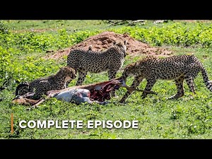 Cheetah Speed vs. Deadly Heat | Hot Life In Africa 102+103