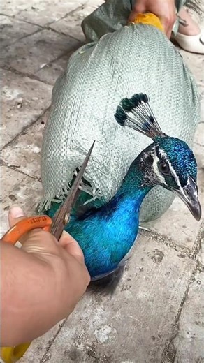 🦚 Rare Pavo Real Video: Stunning Beauty in 4K! #pavoreal #peacock #peafowl