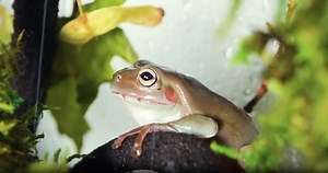 Simulating a rainforest for 30 days