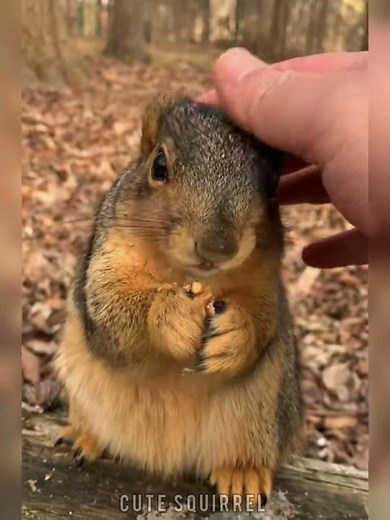 wow so cute squirrel | Squirrel's soft fur