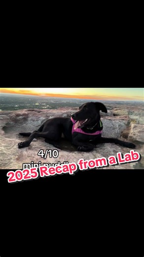 Abby's 2025 Lab Reviews: Highlights and Ratings