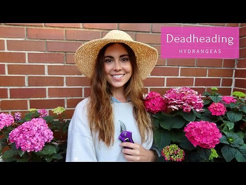 How To Deadhead Hydrangeas | Chicago Gardener