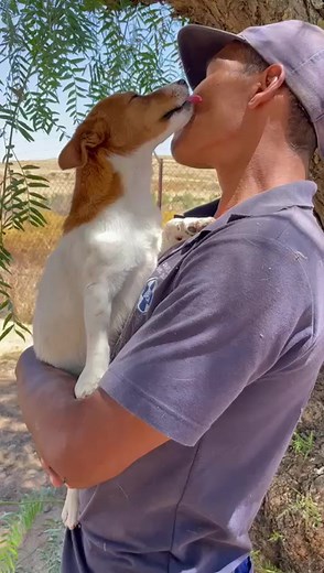 1.8K views · 49 reactions | SWARTLAND SPCA in Darling: Sokkies is 1 year old and he is a JR MIX. He is a sweetheart and very lovable. Please consider giving Sokkies a forever home. He was surrendered because his owners moved and could not take him with. Please contact 022 492 2781 for more information on our adoption process. | Swartland & West Coast SPCA | Facebook