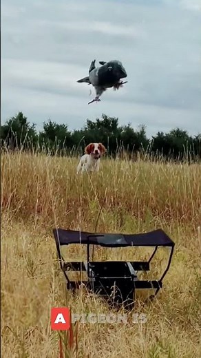 Incredible Bird Launcher