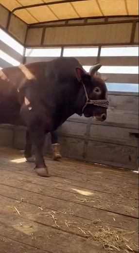 Angry Bull Smashes Truck | Shocking Animal Rage Caught on Camera 😱 | AI Video