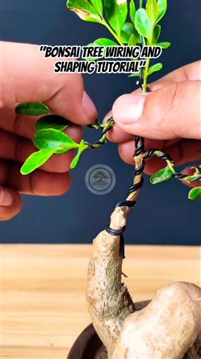 Bonsai Tree Wiring and Shaping Tutorial.👍#bonsaiart #bonsaitihon#shortvideo #bonsaibonsaitechniques
