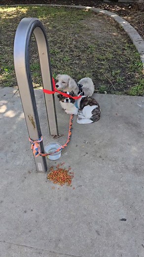 Update they are safe . Need transporter to take to a rescue 🚨 URGENT – COMPTON 🚨 I just got a message about a few little dogs tied up at Washington Park in Compton 💔 They need help ASAP! I’m looking for a rescue to step up for them and a foster home where they can stay safe until we secure rescue placement. Please share this post and tag your favorite rescues so we can get these babies into loving hands. 🐾 | Sandra Compton Paw'Patrol