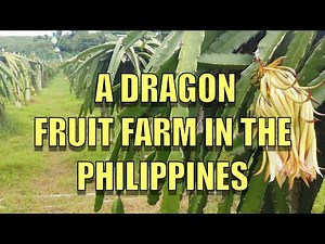 A Dragon Fruit Farm In The Philippines.