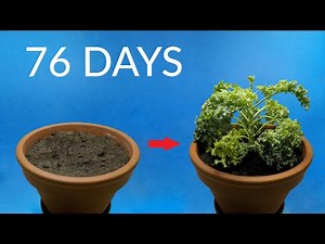 Growing KALE Time-Lapse
