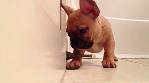 3.6K views · 13K shares | Ahhh, the mysterious bouncy, doingy, stuck to the wall thingy ... Thanks @carlosandjorge (Source - https://youtu.be/h-SrdtnQm_4) | Dogs Naturally Magazine | Facebook