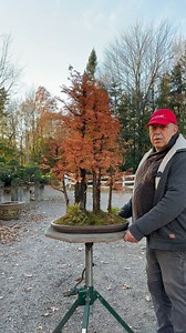 1.8M views · 69K reactions | Dawn redwood forest‍ | David Easterbrook Bonsai | Facebook