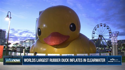 HAPPENING NOW: The world's largest rubber duck is inflating in Clearwater! | WFLA News Channel 8