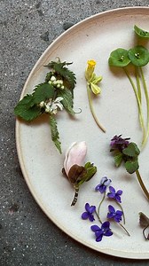 noma on Instagram: "The sweet and delicate colors of foraged spring. Can you identify them all? 🌱🌸"