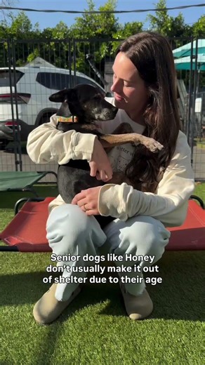 To learn more and apply for Honey, click the link in bio.please donate any amount if you can 🙏