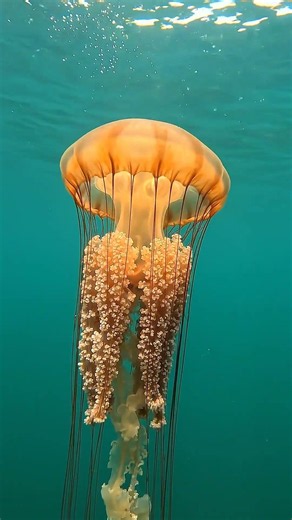 Lion’s Mane Jellyfish Drift Like Living Fire Beneath the Surface 🪼🔥