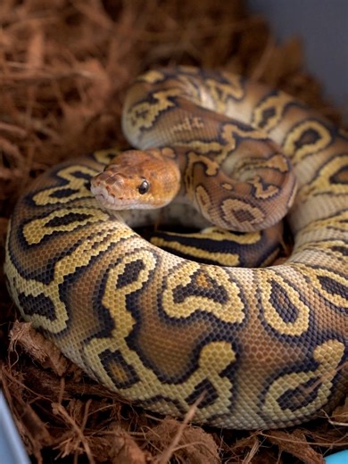 ถ้าเราเลือกงูตัวแรกในชีวิต เลือกผิด = ชีวิตเปลี่ยน 🥹#realityballpython #ballpythonbreeder #ballpythonbreeding #ballpython #คนเลี้ยงงู #เลี้ยงงูกัน #fypシ