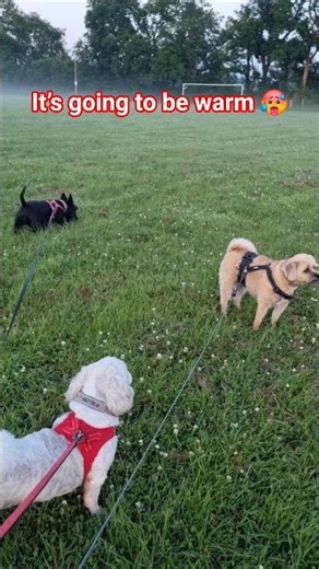 The Terriers Prepare For The Sunrise 🌅