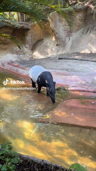 Black and white all over, from Asia but not a Giant Panda? Its the Malayan Tapir! They are the largest of the four tapir species, at 6-8ft when full grown. Sadly, these giant herbivores are endangered due to loss of habitat and deforestation. #tapir #malayantapir #mammal #mammals #animal #animalsoftiktok #animallover #wildlife #wildlifealliance #sandiego #zoo #sandiegozoo #fyp #foryourpage #fypツ #endangeredspecies #southeastasia