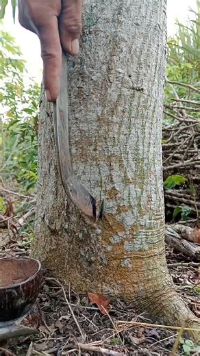 Watch the unique sap flowing from a rubber tree — a simple yet fascinating moment from nature you don’t see every day! 😮🌿. #asmr #SapFlow #rubber #NatureMoments | Ahmad Nur Fauzi
