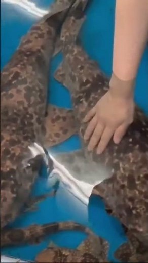#竹島水族館 #サメ #体験