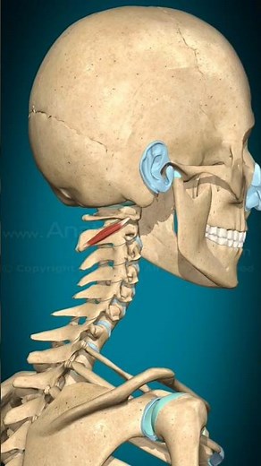 “3D Obliquus Capitis Inferior | Ipsilateral Rotation Anatomy”