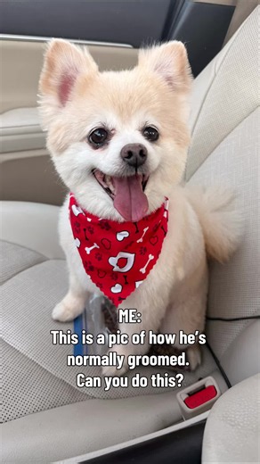 Petco dog grooming gone wrong — how to handle a bad groom