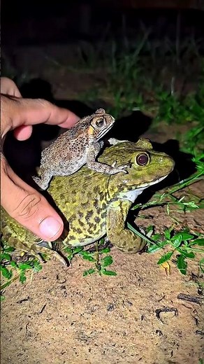 Frog So Funny | Catching Frogs In Pond | Frogs Funny | Toad Funny