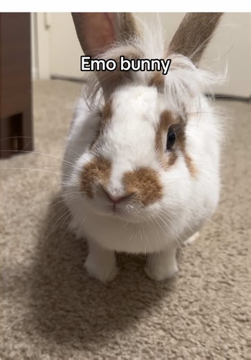 #fyp #bunny #alt #viral #xyzbca | bunny