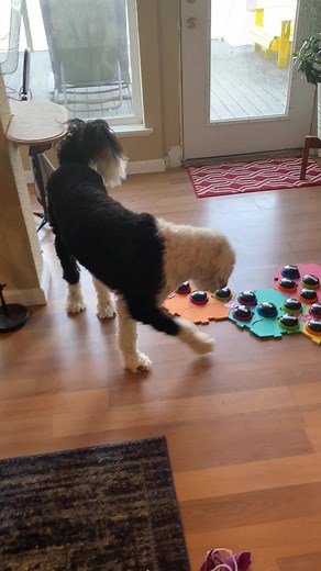 Bunny's Relaxation Time: Funny Moments with a Talking Sheepadoodle