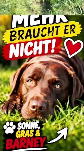 Barney genießt seinen Lieblingssnack 🐶❤️