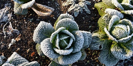 5 vegetables to sow in January for a head-start on growing season