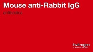 Mouse anti-Rabbit IgG Antibodies | Invitrogen