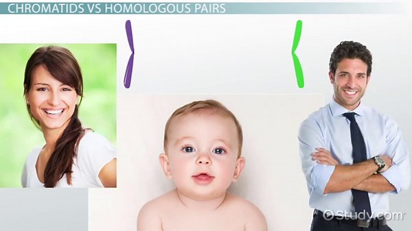 Sister Chromatids | Definition & Differences