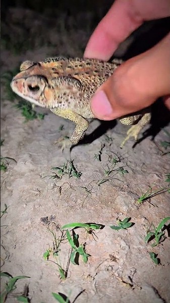 Frog funny catching moments | Amazing exploring catching frogs funny | Laughter of famous frogs
