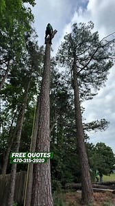 Tree Removal