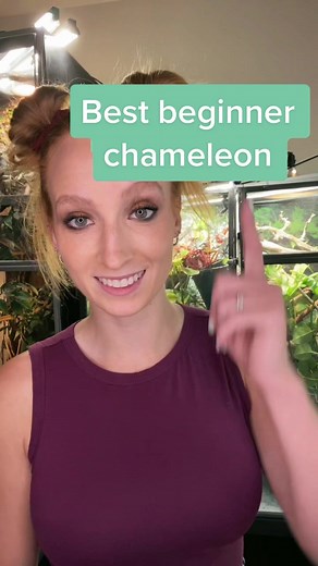 Choosing Between Male Veiled or Panther Chameleons for Beginners