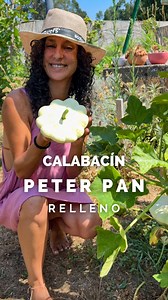 30K views · 372 reactions | El calabacín Peter Pan es una variedad...