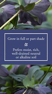 1.1K views · 18 reactions | Want to grow #hellebore? If you have shade or deer, you definitely should! Try these tips to get started... | Nick's Garden Center | Facebook