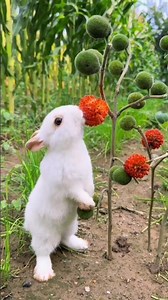 This Is Why Rabbits Eating Fruit Is So Hilarious 🐰😂 #animals #comedy #shorts