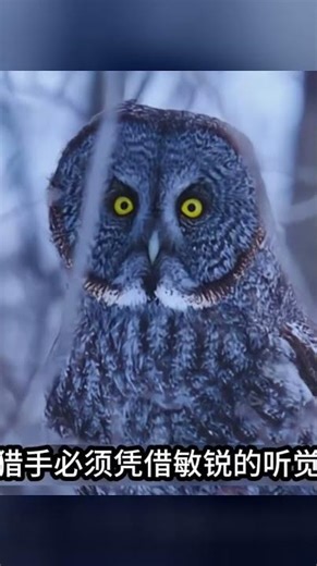 田鼠在雪下挖洞覓食，沒想到就這么被巨爪抓住！一秒鐘就結束了這條小命 #动物 #野生 #救援 #捕猎 #奇趣