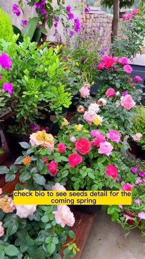 12K views · 160 reactions | Organic Flower Fertilizer Recipes for Healthy Plants #DIYfertilizer #FlowerFertilizer #Homemade | Seed to Flower | Facebook