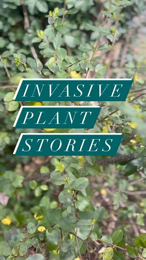 Privet. An invasive shrub that has spread far beyond the gardens it was intended to live in. It’s spread causes a decline in the diversity of native species in our ecosystem. Join us this Saturday, March 2 during the Chattanooga @weedwrangle and help us wrangle some privet! Link in bio for more info. | Reflection Riding