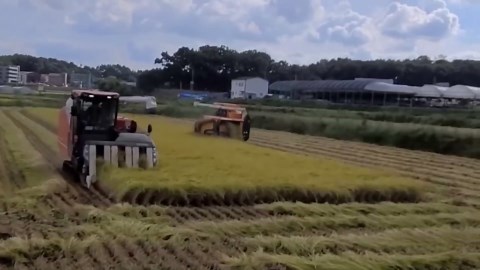 How Dinosaur Eggs Are Made with Marshmallows