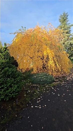 Morioka Weeping Katsura Tree #fallgarden #gardening