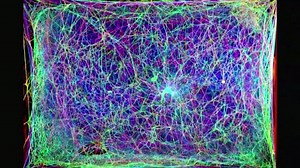 Listen to music made by spiderwebs