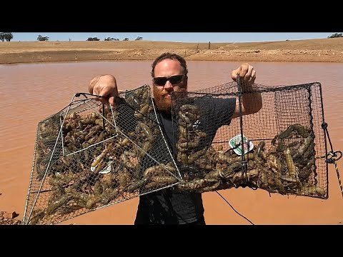 YABBIE Catch and Cook (crawfish, crawdad) PiCKLED YABBIE