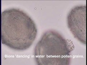 Robert Brown and Wilhelm Reich: Brownian Motion and the Discovery of the Bions