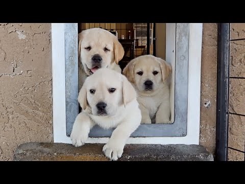 Puppies Use Doggie Door For The First Time!